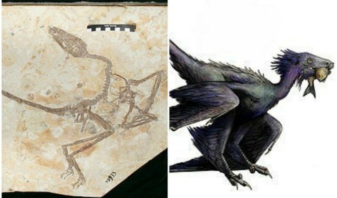 В Китае нашли останки "танцующего дракона", жившего 120 млн лет назад (6 фото)