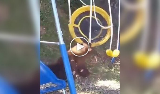 The bear sat comfortably on a swing