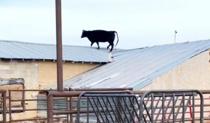 Корова каким-то образом оказалась на крыше на ферме в штате Юте (5 фото + 1 видео)