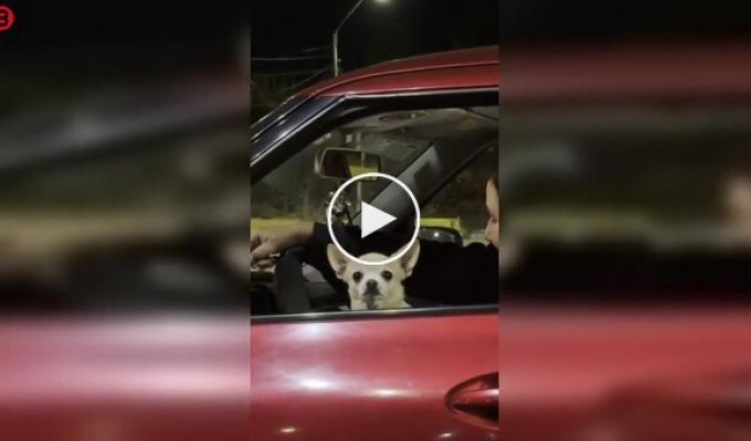 «Там не одна собака»: автомобиль оказался полон чихуахуа