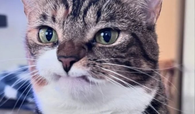 Недовольный, но милый кот по кличке Прелесть (9 фото)