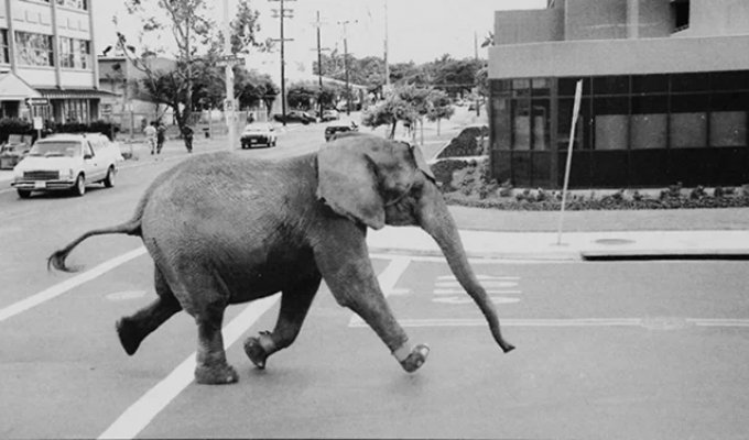 The Tragic Death of Tyke the Elephant That Changed the Circus Industry Forever (7 photos)