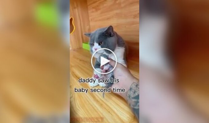 Реакция кота на своего детеныша