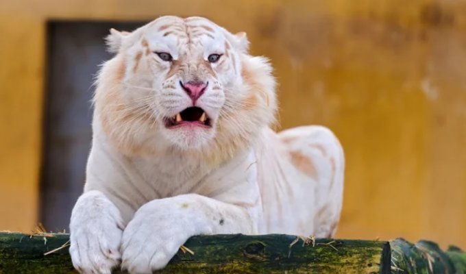 White Tigers (25 Photos)