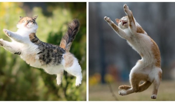 Cat jump (25 photos)