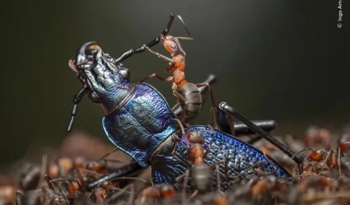 How do ants hunt? A selection of combat strategies that will make your head spin (10 photos)