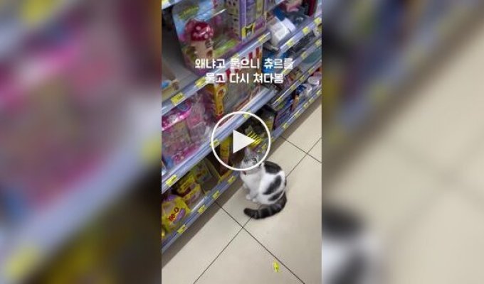 Хитрая кошка просит покупателей купить ее любимое лакомство