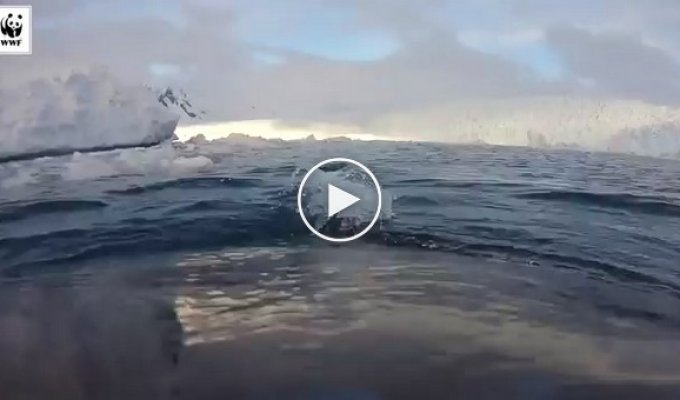 Каким видят мир киты в Южном океане
