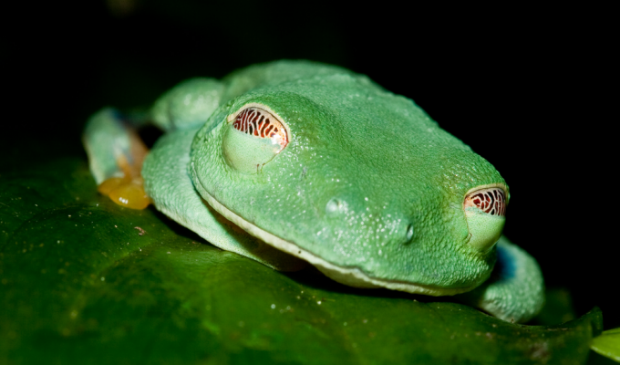 Red-eyed tree frog: its eyes can enter a special mode (9 photos)