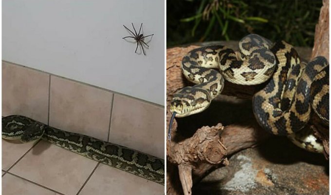 "Сжечь дом и не возвращаться": к австралийцу в дом заползли питон и гигантский паук (3 фото)