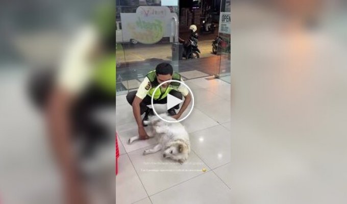 Охранник выпроваживает собаку из магазина