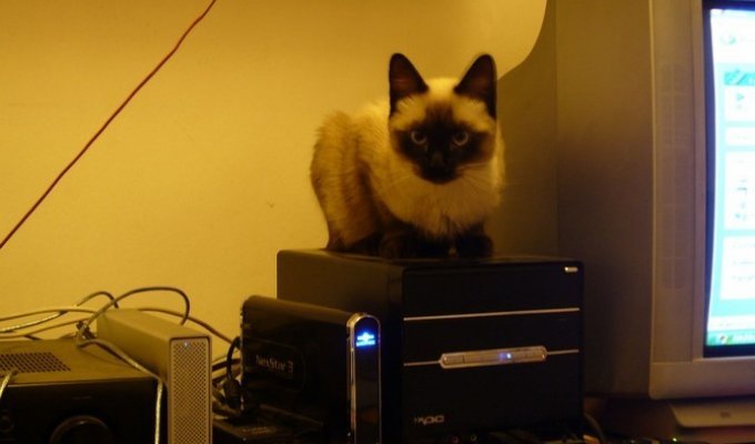 Кошачья любовь к компьютерам (30 фото)