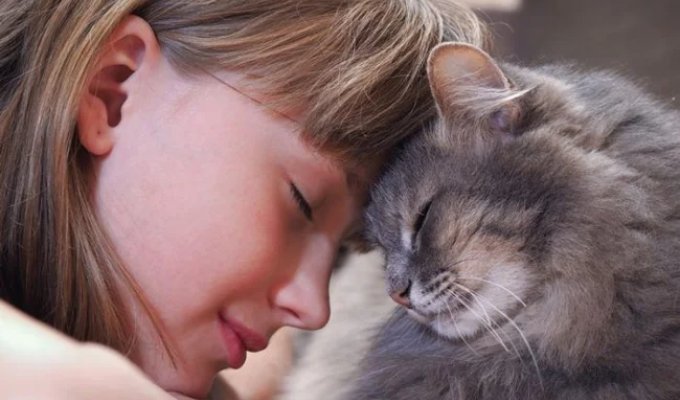 5 причин, по которым кошки лижут волосы хозяина (6 фото)