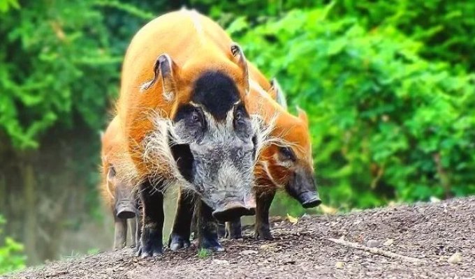 Ordinary bush pigs cause 50 million dollars in damage to the people of Africa every year! (9 photos)