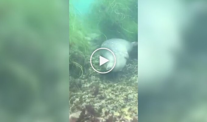 Как тюлени спят под водой