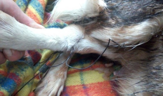 В Омске бездомные люди спасли собаку с щенками (3 фото)