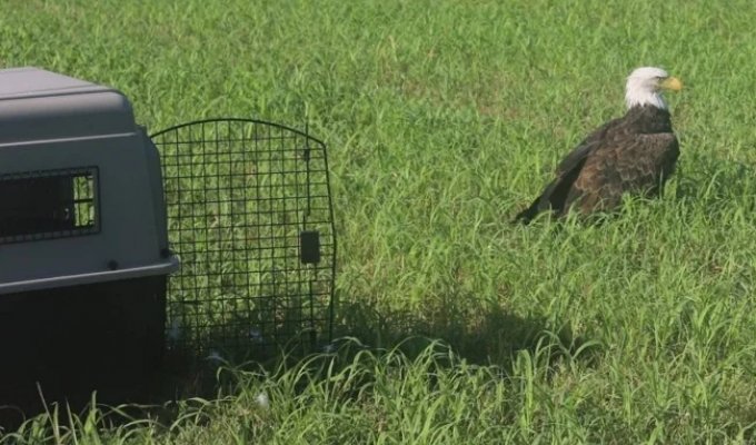 An eagle that couldn’t fly was discovered in the US (3 photos)