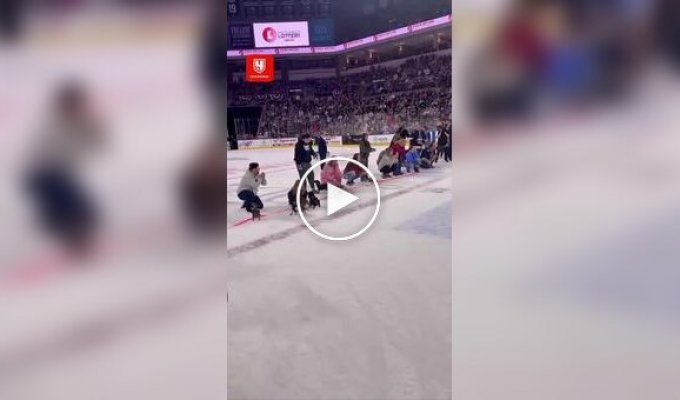 Как таксы бегают по льду