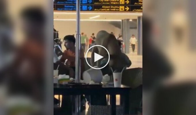 A stray dog ​​finished off people's food at the airport