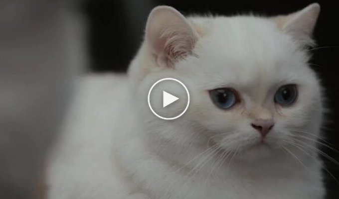 Забавная реклама автомобиля