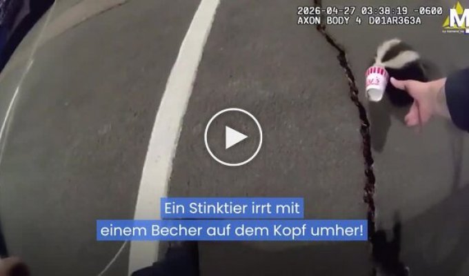 Night operation: a police officer saved a skunk from a plastic "helmet"