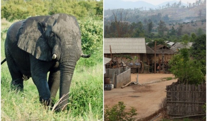 В Индии изгнанный стадом слон затоптал 16 жителей деревни (6 фото)
