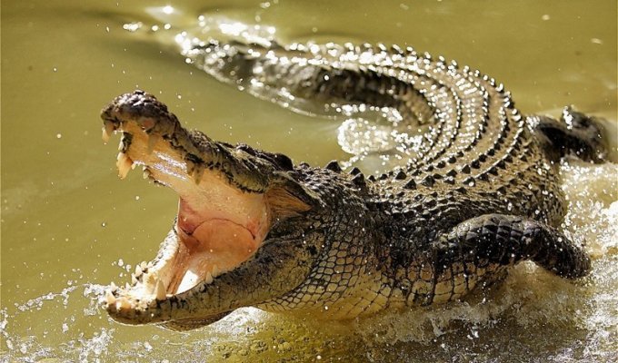Крокодилы. Интересные факты 2 (34 фото + 10 видео)