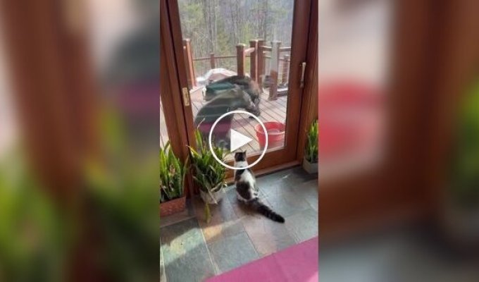 Страшнее кошки зверя нет