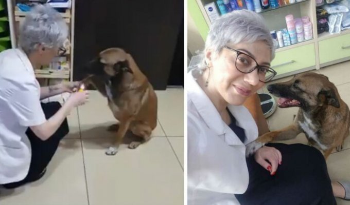 Умная бродячая собака обратилась в аптеку за помощью (5 фото + 1 видео)