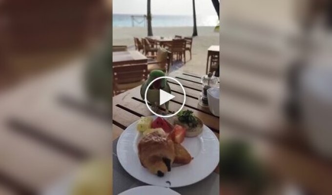 Parrot stole part of a tourist's breakfast