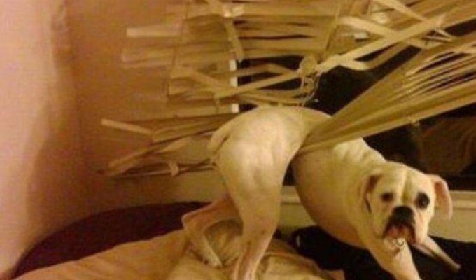 15 dogs that were caught doing strange things (15 photos)