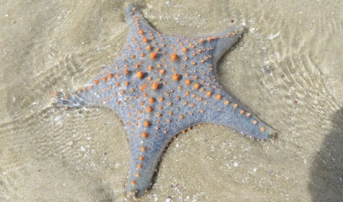 Scientists have found out where the starfish's head is hidden (6 photos)