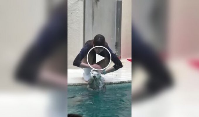 Смотритель морских выдр в Японии