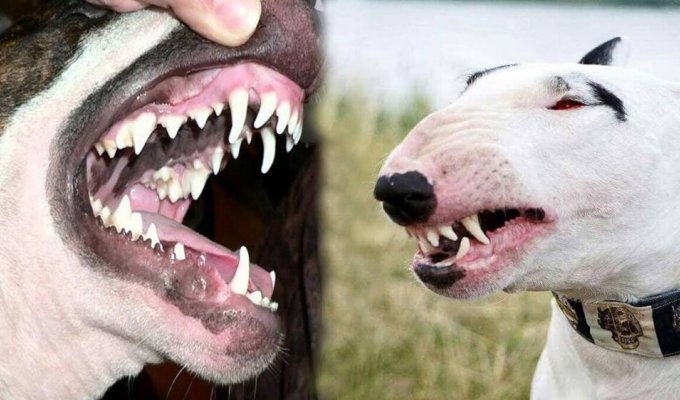 Бультер'єр визнаний найприязнішою породою собак (6 фото)