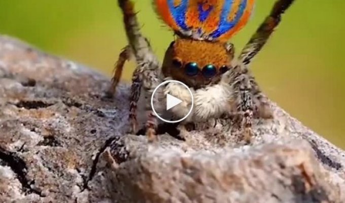 Грациозный брачный танец паука Maratus clupeatus