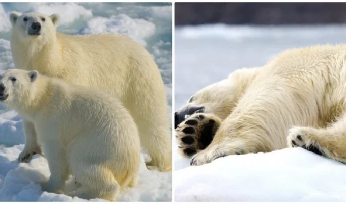 Svalbard Boat Captain Fined After Waking Sleeping Polar Bear With Ship Horn (2 Photos)