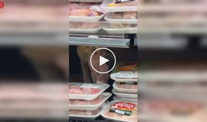 Рыжий кот устроил себе обед прямо на витрине супермаркета