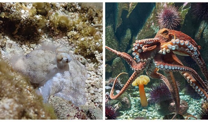 Scientists believe that octopuses are able to dream (3 photos + 2 videos)