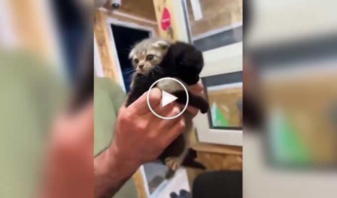 Котенок не хочет покидать приют без своего брата