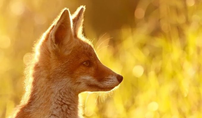 Рыжая лисица (21 фото)