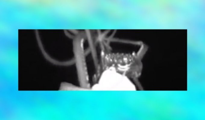 Исследователи сняли на камеру четырехметрового кальмара (2 фото + 1 видео)