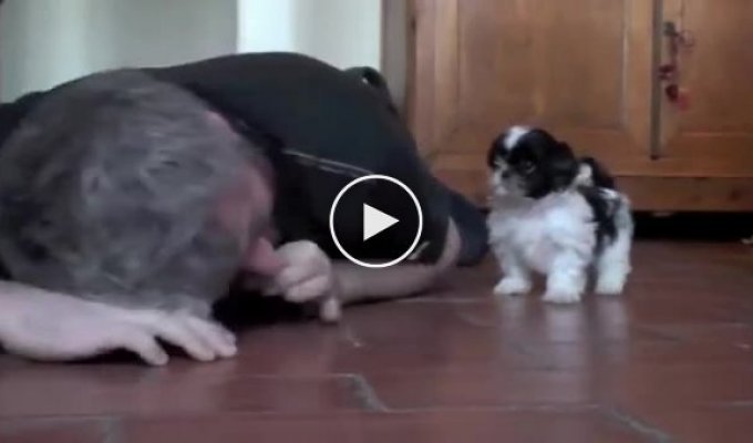 Человек лежит на полу и наблюдает за забавным поведением своего щенка