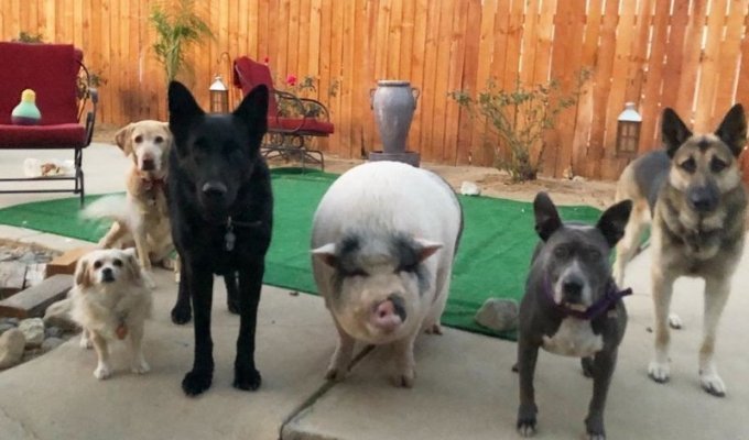 Довольная свинка, выросшая среди 5 собак и считающая себя одной из них (16 фото)
