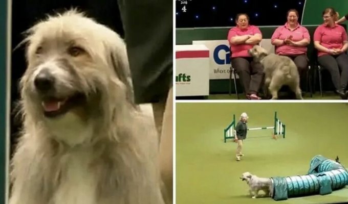 Эта собака на курсах дрессировки делает всё что ей в голову взбредёт (3 фото + 2 видео)