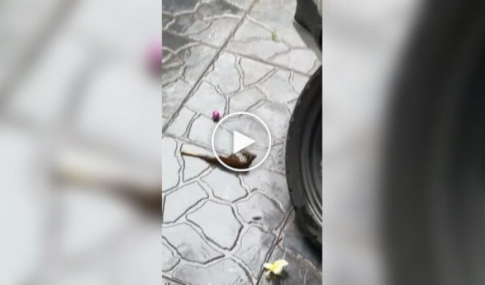 Рак-отшельник использовал игрушку в качестве домика