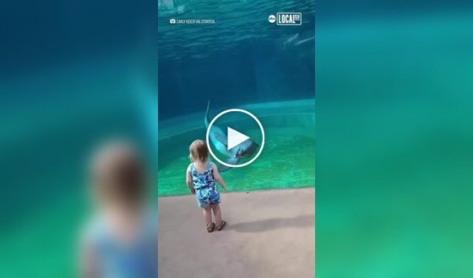 Необычная встреча: Маленькая девочка и дельфин
