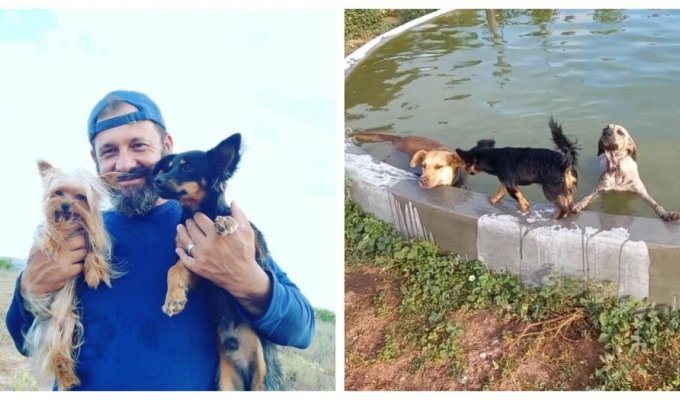 A Brazilian built a swimming pool for rescued dogs (14 photos + 1 video)