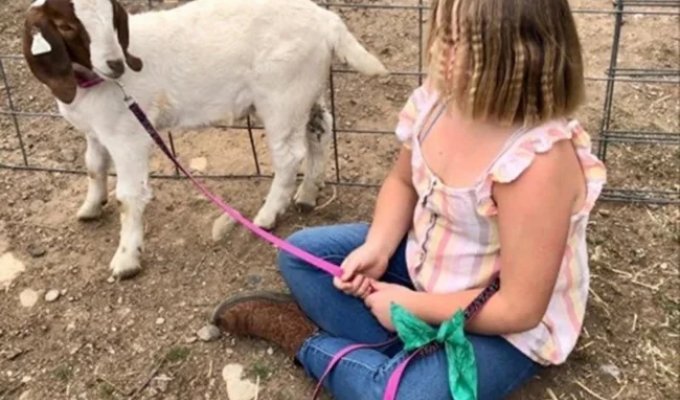 In California, an 11-year-old girl will be paid $300,000 for a kid goat that was seized by police and taken away for slaughter (2 photos)