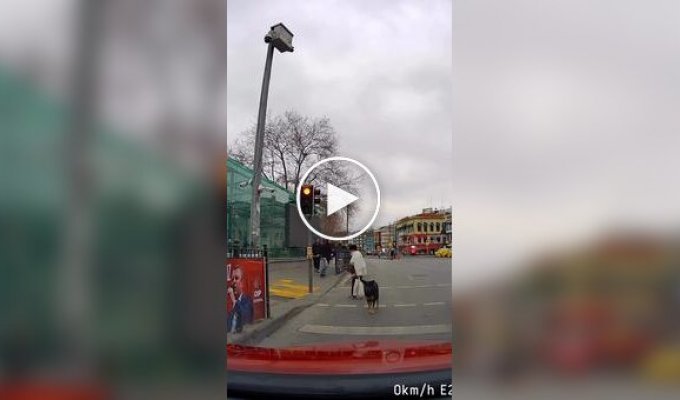 Пес несколько минут мешал автомобилю проехать