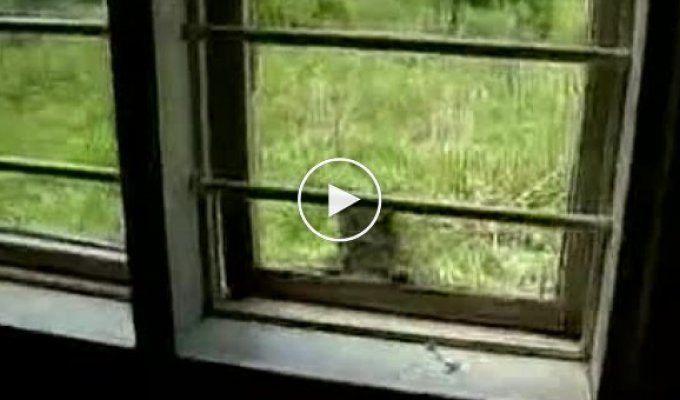 Котенок и окно